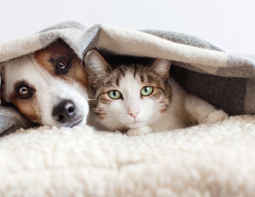 Cara Mudah Membuat Pembalut Mens untuk Anjing dan Kucing Peliharaan