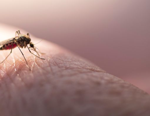 6 Tanda Anda Alergi Gigitan Nyamuk