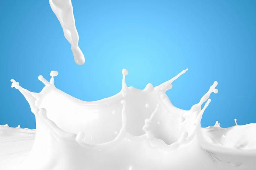 Apa Manfaat Susu Kecoak Bagi Tubuh?