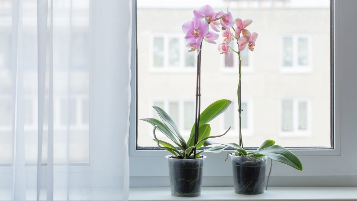 Benarkah Bunga Anggrek di Kamar Bisa Bikin Tidur Lebih Nyenyak?