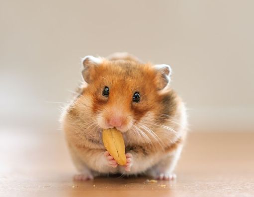 Apa Saja Jenis Makanan Hamster yang Aman untuk Dikonsumsi?