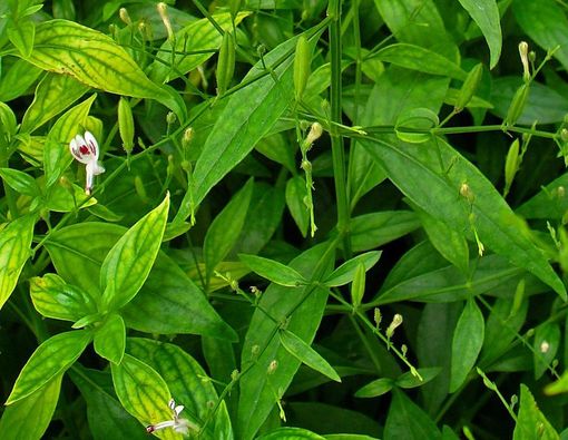 Sambiloto Bisa Obati Herpes, Benarkah?