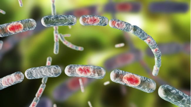 Penyebab Antraks yang Tidak Boleh Diabaikan