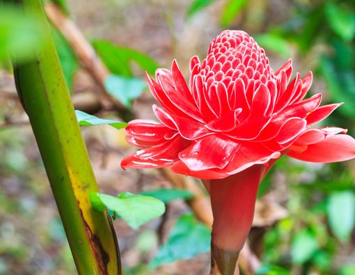 Konsumsi Kecombrang Bikin Payudara Sehat dan Lancarkan ASI?