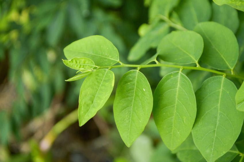 Perlukah Booster ASI?