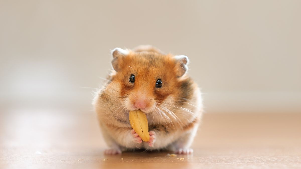 Apa Saja Jenis Makanan Hamster yang Aman untuk Dikonsumsi?