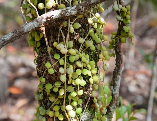 Manfaat Tumbuhan Sarang Semut untuk Kesehatan