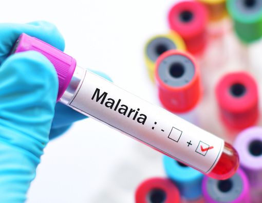 Daftar Bahan Alami untuk Redakan Gejala Malaria