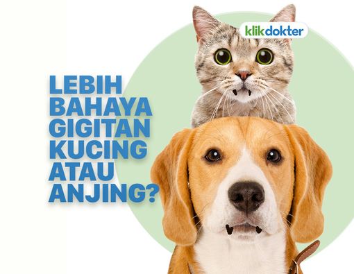 Mana yang Lebih Berbahaya, Gigitan Kucing atau Anjing?
