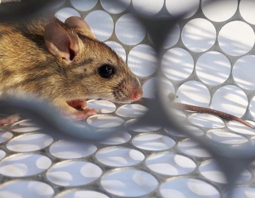 Sempat Geger, Muncul Lagi Kasus Infeksi Hantavirus di Tiongkok