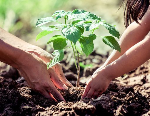Hobi Berkebun? Waspada Kram, Kebas, dan Kesemutan!