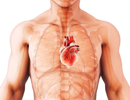 4 Superfood untuk Kesehatan Jantung