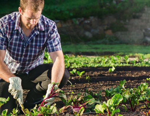 Ini Dia Manfaat Sehat Urban Farming untuk Anak