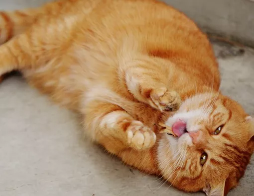 Penyebab dan Cara Mengatasi Sesak Napas pada Kucing