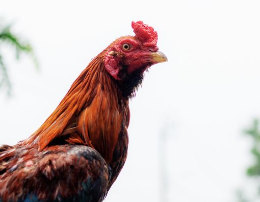 Mengenal Alektorophobia, Rasa Takut Berlebih pada Ayam