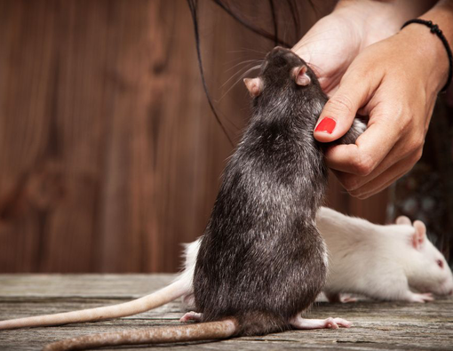 Mengenal Virus Langya dan Cara Pencegahan Infeksinya