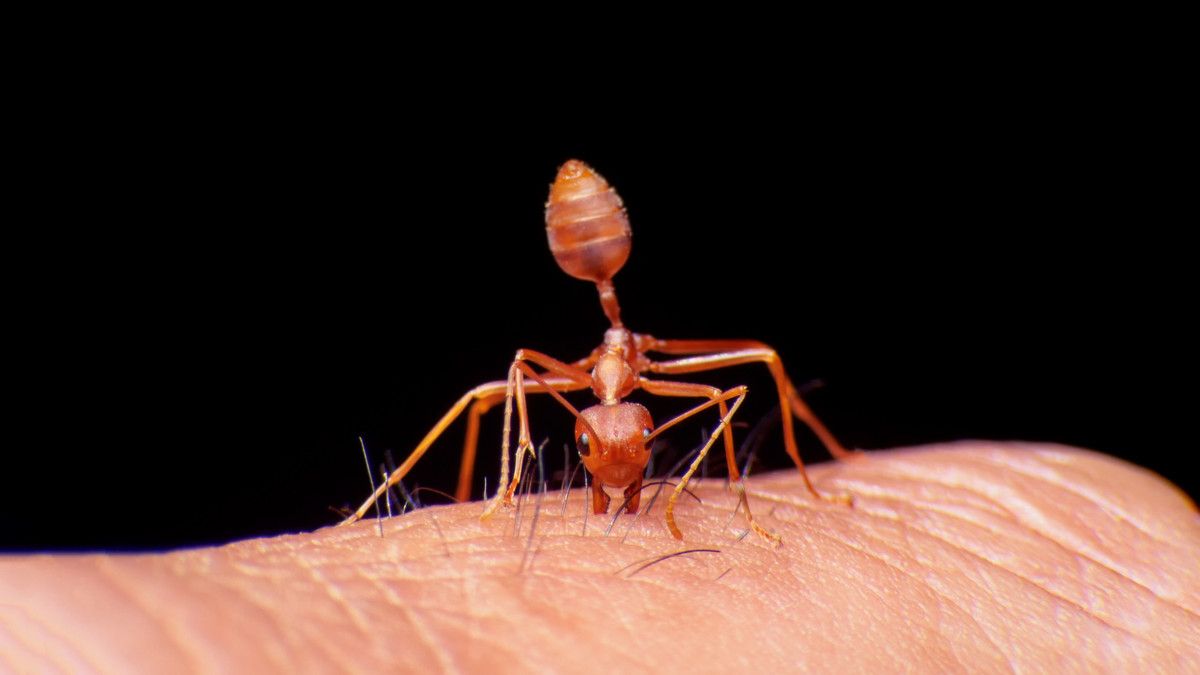 Pertolongan Pertama saat Digigit Semut Api