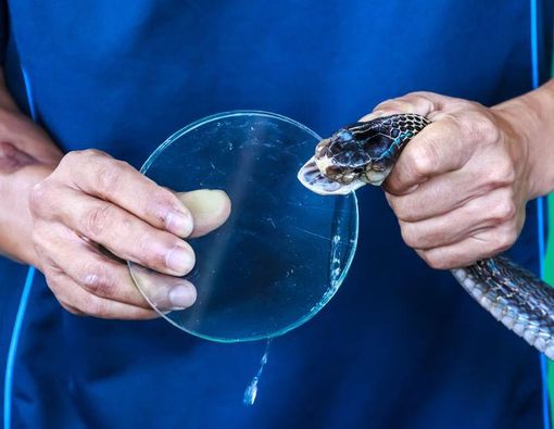 Obati Gigitan Ular dengan Antibisa Ular
