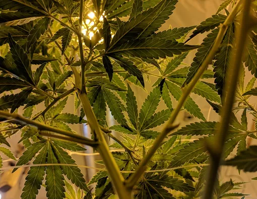 Ganja untuk Disfungsi Ereksi, Mengobati atau Bikin Makin Parah?