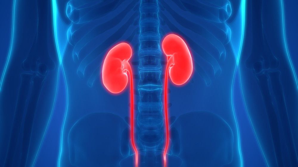 5 Kebiasaan Ini Bisa Merusak Ginjal