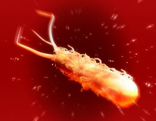 Indonesia Mewaspadai Kemungkinan Ancaman E-coli