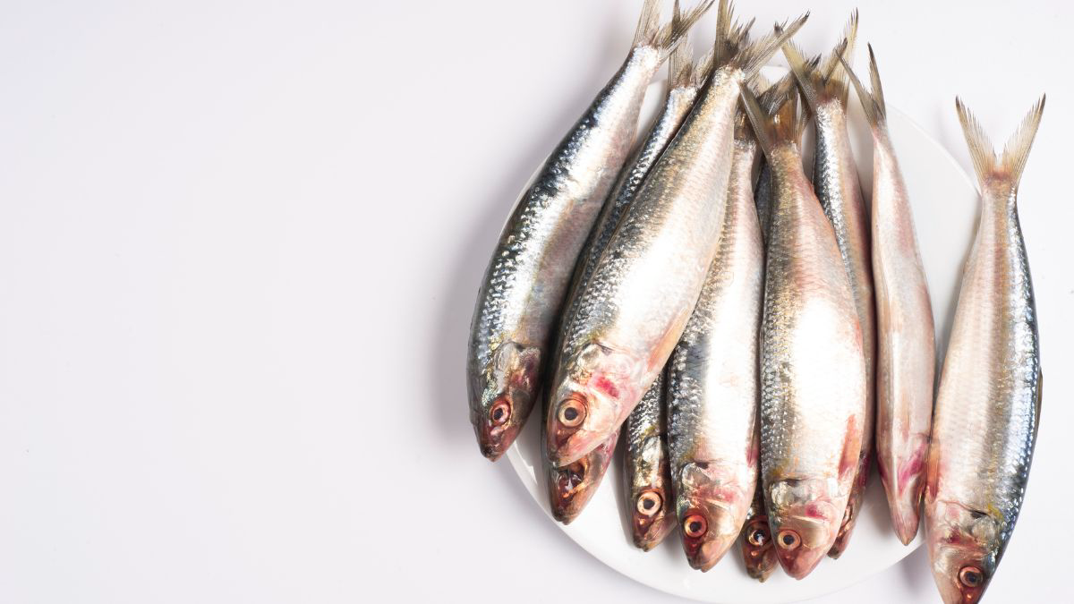 Ikan Teri dan Sarden  