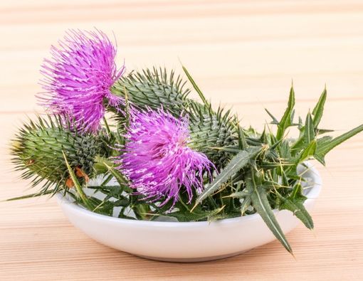 Milk Thistle, Herbal yang Berpotensi Obati Kanker Payudara