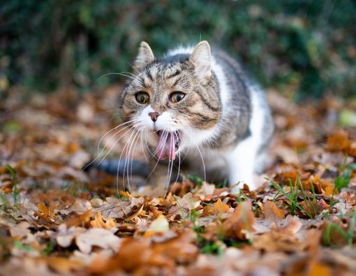 Mengenali Penyebab, Ciri, dan Cara mengobati Kucing yang Muntah Busa