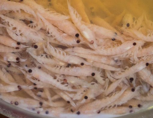 Minyak Krill, Rahasia dari Alam yang Bikin Awet Muda