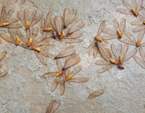 Efek Makan Laron, Berbahaya atau Bermanfaat?