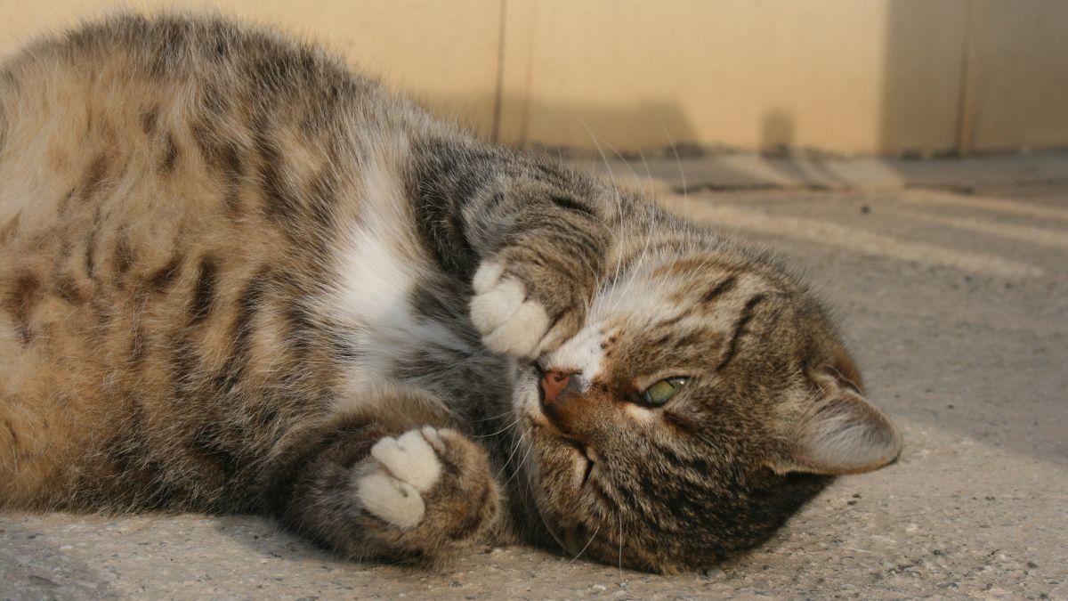 Tanda Kucing Hamil yang Perlu Kamu Ketahui