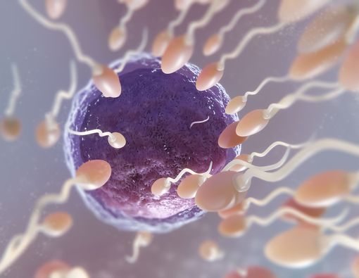 Apakah Menelan Sperma Bisa Hamil? Ini Penjelasannya 