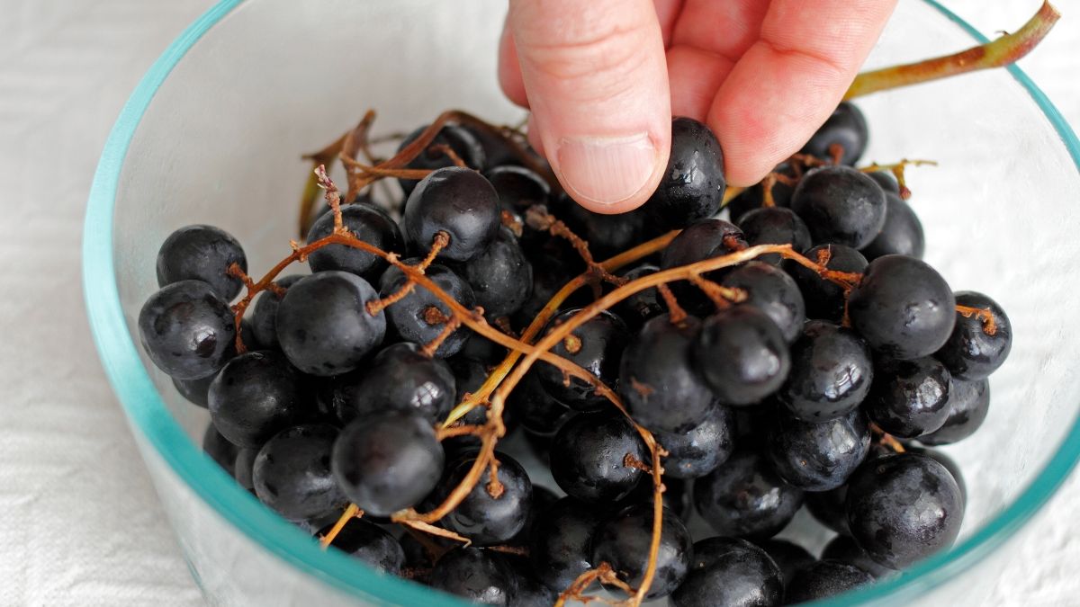 11 Manfaat Makan Anggur Hitam untuk Kesehatan