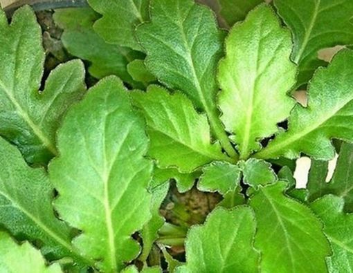 Menurunkan Asam Urat dengan Daun Dewa, Mitos atau Fakta?