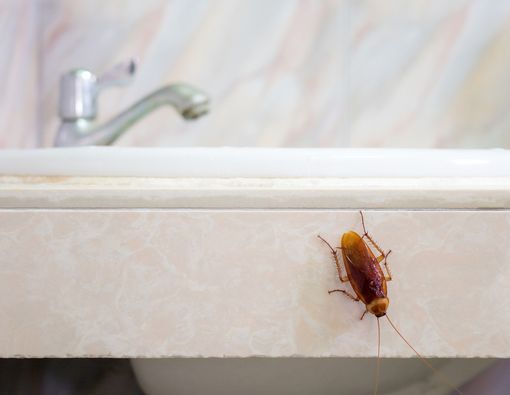 Ini Dia, Tips Mengusir Kecoak di Rumah dengan Mudah!