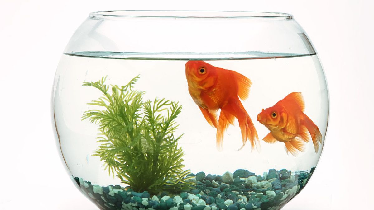 Manfaat Memelihara Ikan Bagi Kesehatan Mental Anda