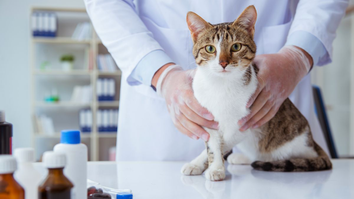 Jenis Vitamin untuk Kucing agar Selalu Sehat 