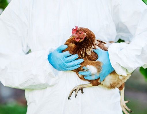 Coronavirus Masih Mewabah di Tiongkok, Muncul Lagi Flu Burung!