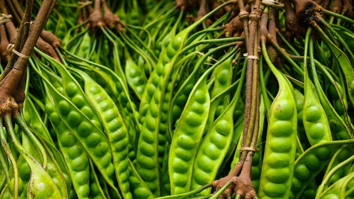 Menyingkap Manfaat Petai untuk Kesehatan Ginjal