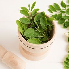 Manfaat Daun Kelor untuk Meningkatkan Vitalitas Pria