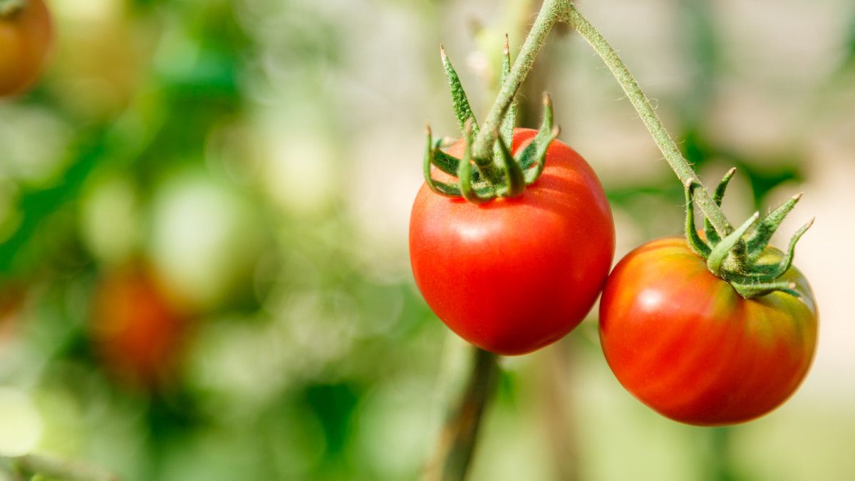 Bukan Cuma Taoge, Tomat Juga Bermanfaat untuk Kesuburan