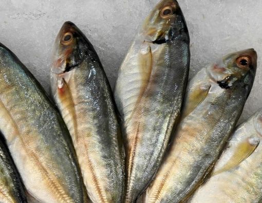 Manfaat Makan Ikan Makarel untuk Kesehatan Tubuh