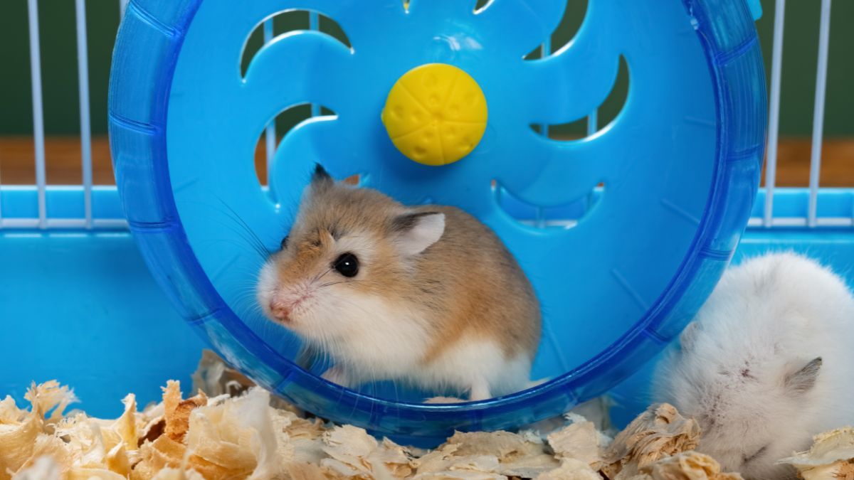 Sediakan Kandang yang Luas