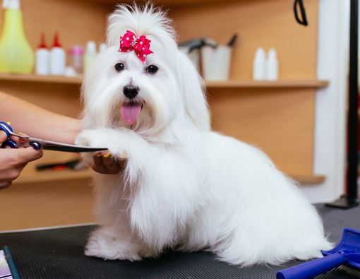 Agar Anabul Bersih dan Sehat, Ini Cara Grooming Anjing