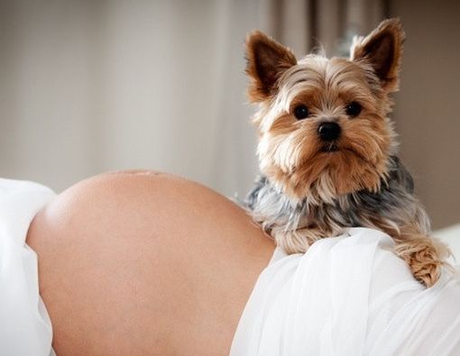 Bolehkah Wanita Hamil Memelihara Binatang?