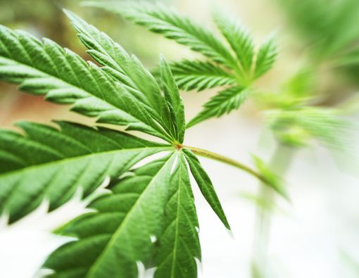 Kontroversi di Balik Ganja: Manfaat vs Dampak Buruknya