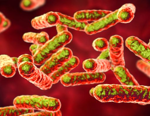 Demam Parit, Penyakit Zaman Perang Dunia I yang Kembali Muncul di AS