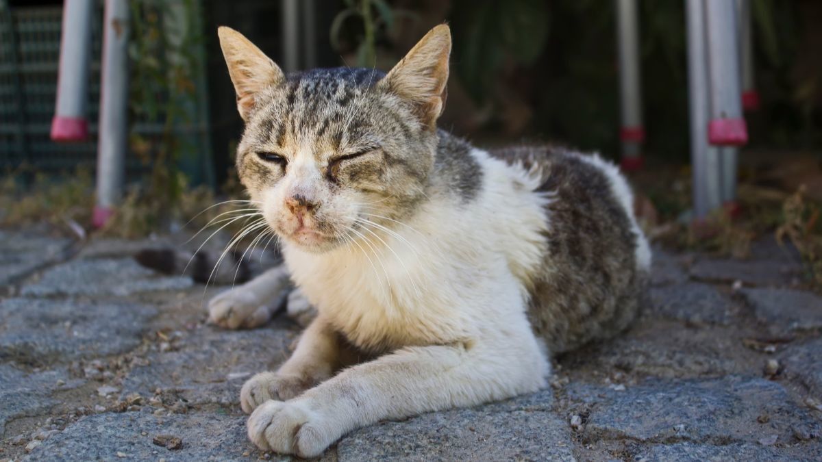 Penyebab Kucing Jamuran dan Cara Mengobatinya