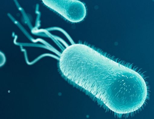 Jenis-Jenis Bakteri Penyebab Diare