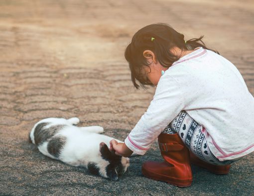 Hewan Peliharaan Mati, Apa Dampak Psikisnya bagi Anak?